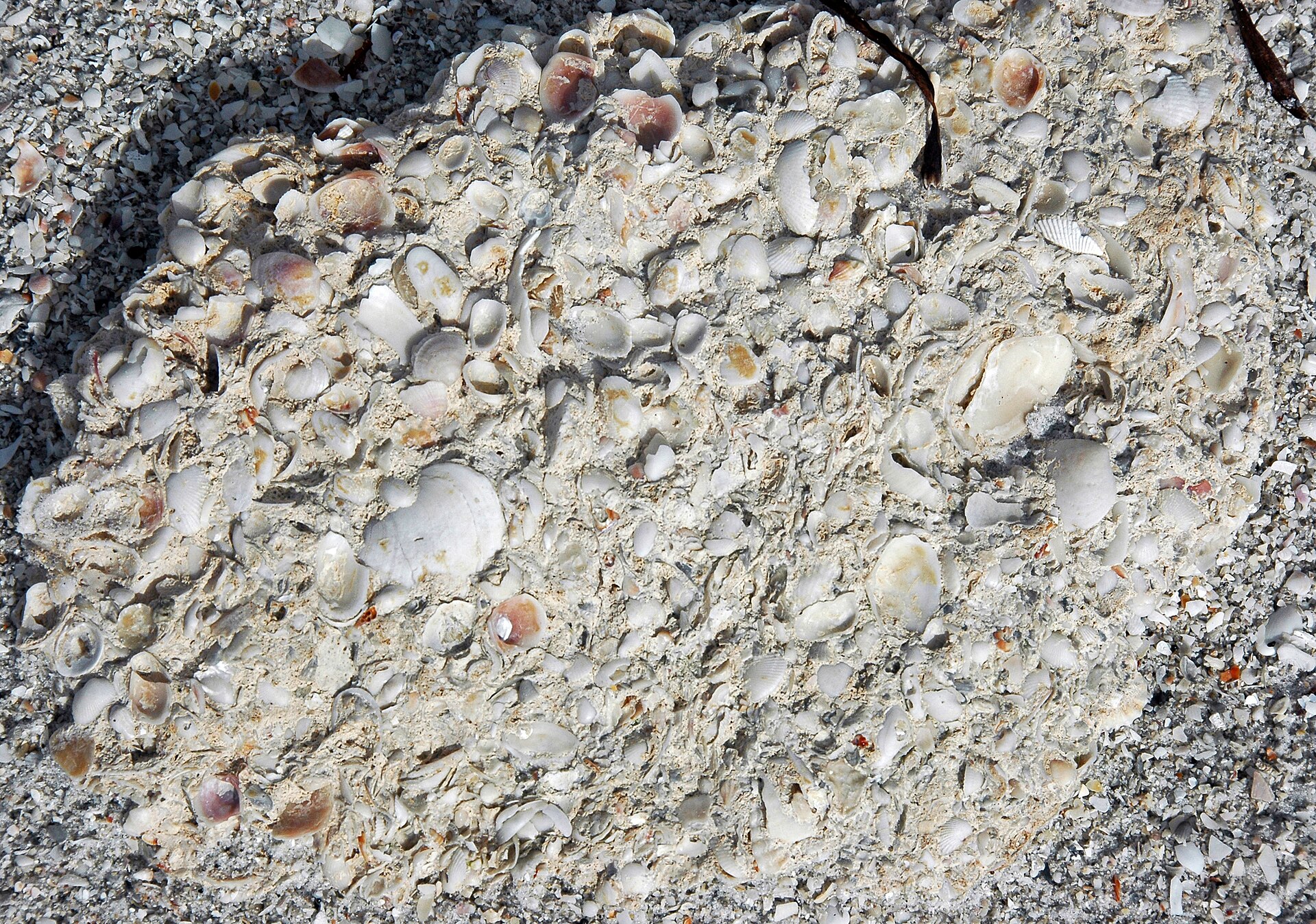 Coquina rock from the Anastasia Formation in Florida
